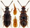 Omalium rugatum